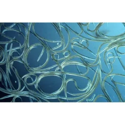 Aquanemix 1.25 V - Doseersproeier Voor Aaltjes 5 Aquanemix 1.25 V - Doseersproeier Voor Aaltjes -Tuinartikelen Verkoopwinkel auquanemix 125 v doseersproeier 1497858309 1 600