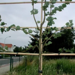 Vigne-fix 7 Cm Plantenbinder - 500 G -Tuinartikelen Verkoopwinkel vignefix 7 cm plantenbinder 1547134454 1 600